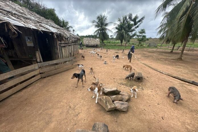 Animais GOLLOG