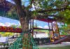 Parque Vila Encantada reúne experiências únicas no Dia da Árvore