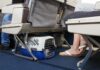 Azul transporta mais de 47 mil pets em 2026