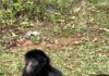 LATAM transporta macaco-aranha para apoiar conservação da espécie