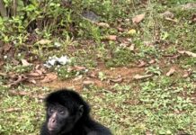 LATAM transporta macaco-aranha para apoiar conservação da espécie