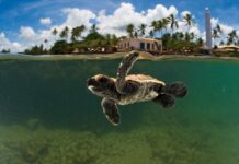 Do mar de águas paradas às montanhas: 10 destinos para viajar com crianças no Brasil